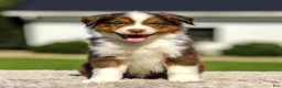 Miniature Australian Shepherd dogs for sale: Ishmael - Ad 3