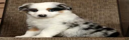 Miniature Australian Shepherd dogs for sale: Stormy - Ad 7