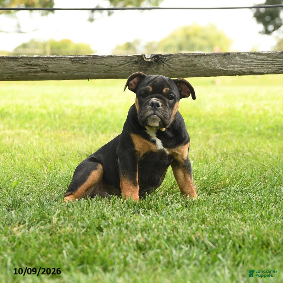 Olde English Bulldogge dogs for sale: Amber - Ad 1