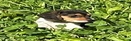 Beagle dogs for sale: Beagle 2 - Ad 6