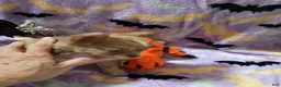 Chihuahua dogs for sale: Little Joe - Ad 3