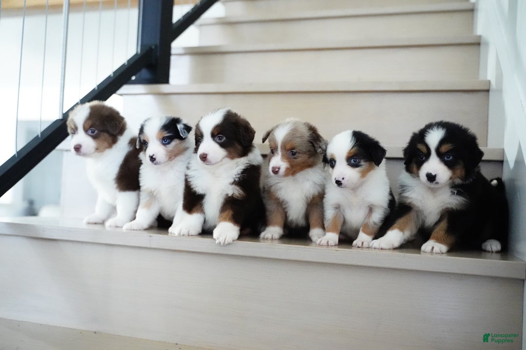 Miniature Australian Shepherd dogs for sale: Bailey - Ad 8