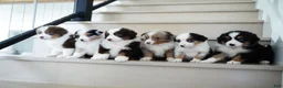 Miniature Australian Shepherd dogs for sale: Blake - Ad 12