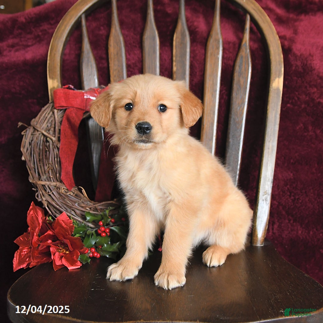 Golden Retriever dogs for sale: Jessica Joy - Ad 2