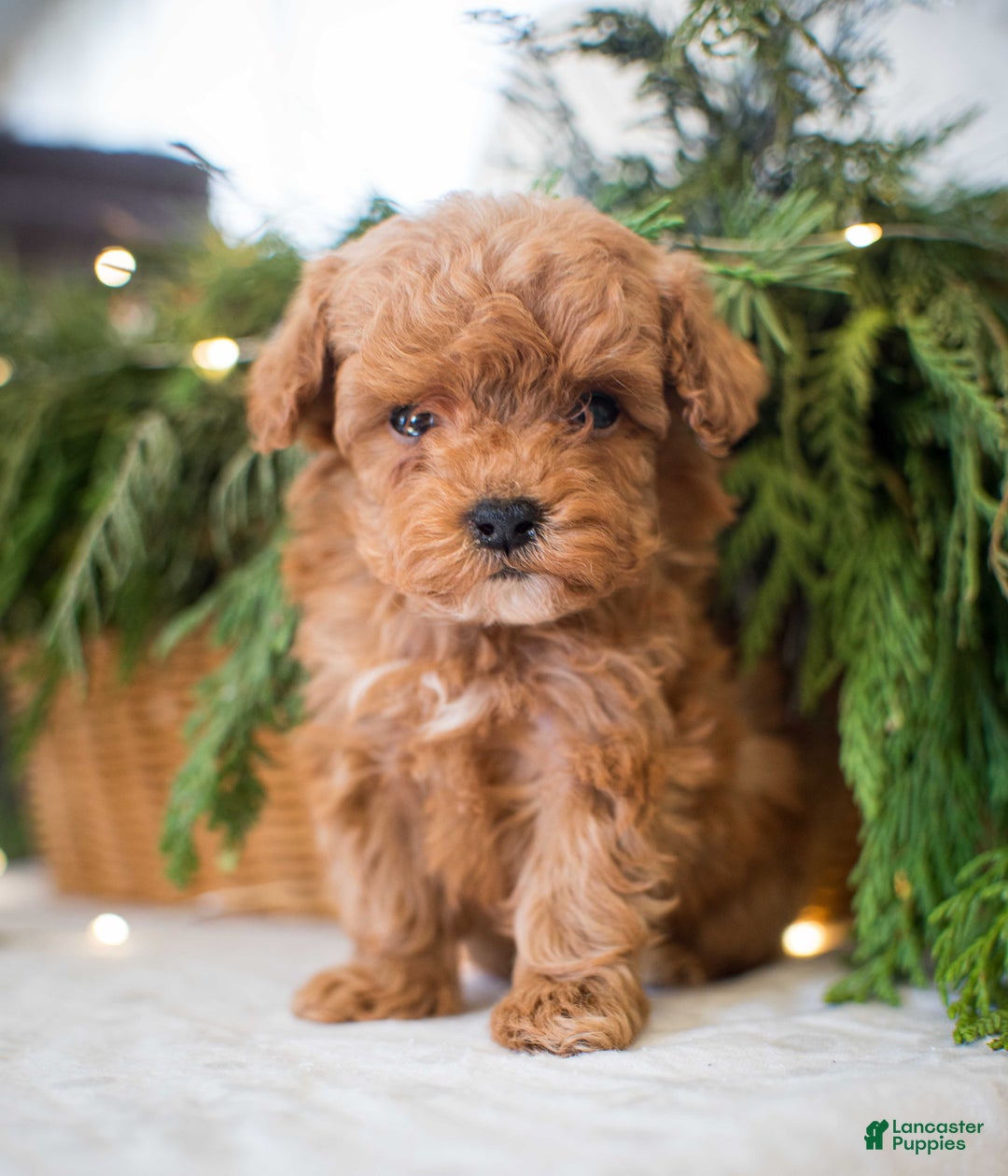 Miniature Poodle dogs for sale: Tiny Tim - Ad 1