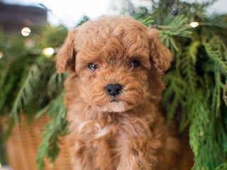 Miniature Poodle dogs Tiny Tim - Ad 16