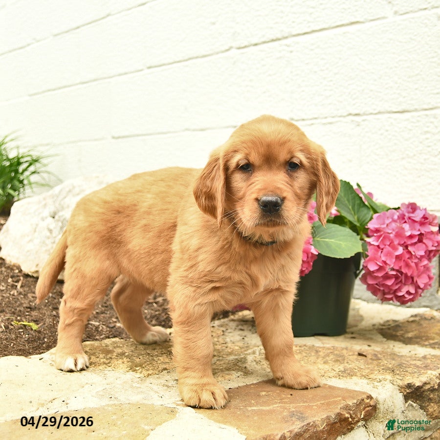 Golden Retriever dogs Cali  - Ad 2