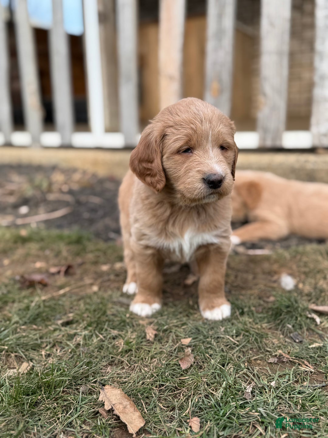 Mixed Breed dogs for sale: Mabel - Ad 3