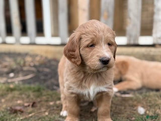 Mixed Breed dogs Mabel - Ad 40