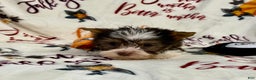 Yorkshire Terrier dogs for sale: Choc Merle Tommy  - Ad 16