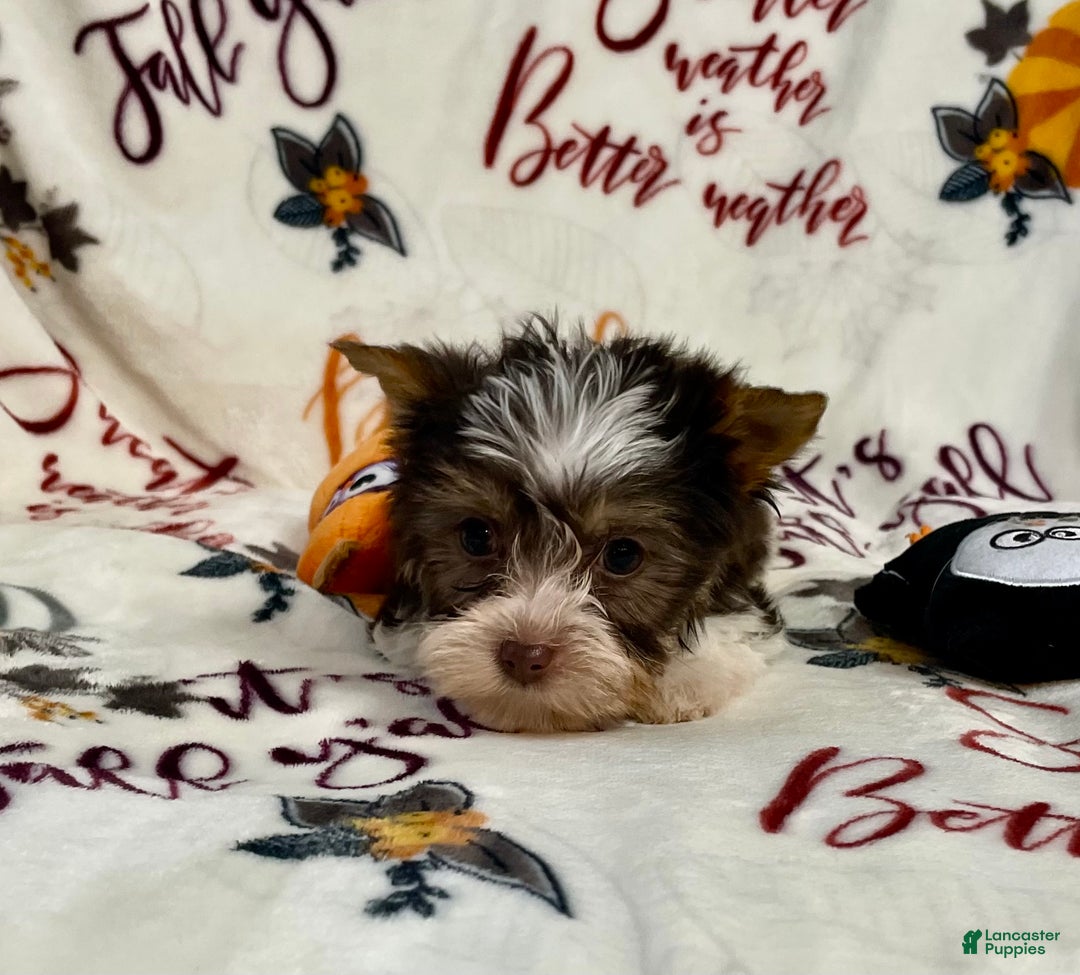 Yorkshire Terrier dogs for sale: Choc Merle Tommy  - Ad 16