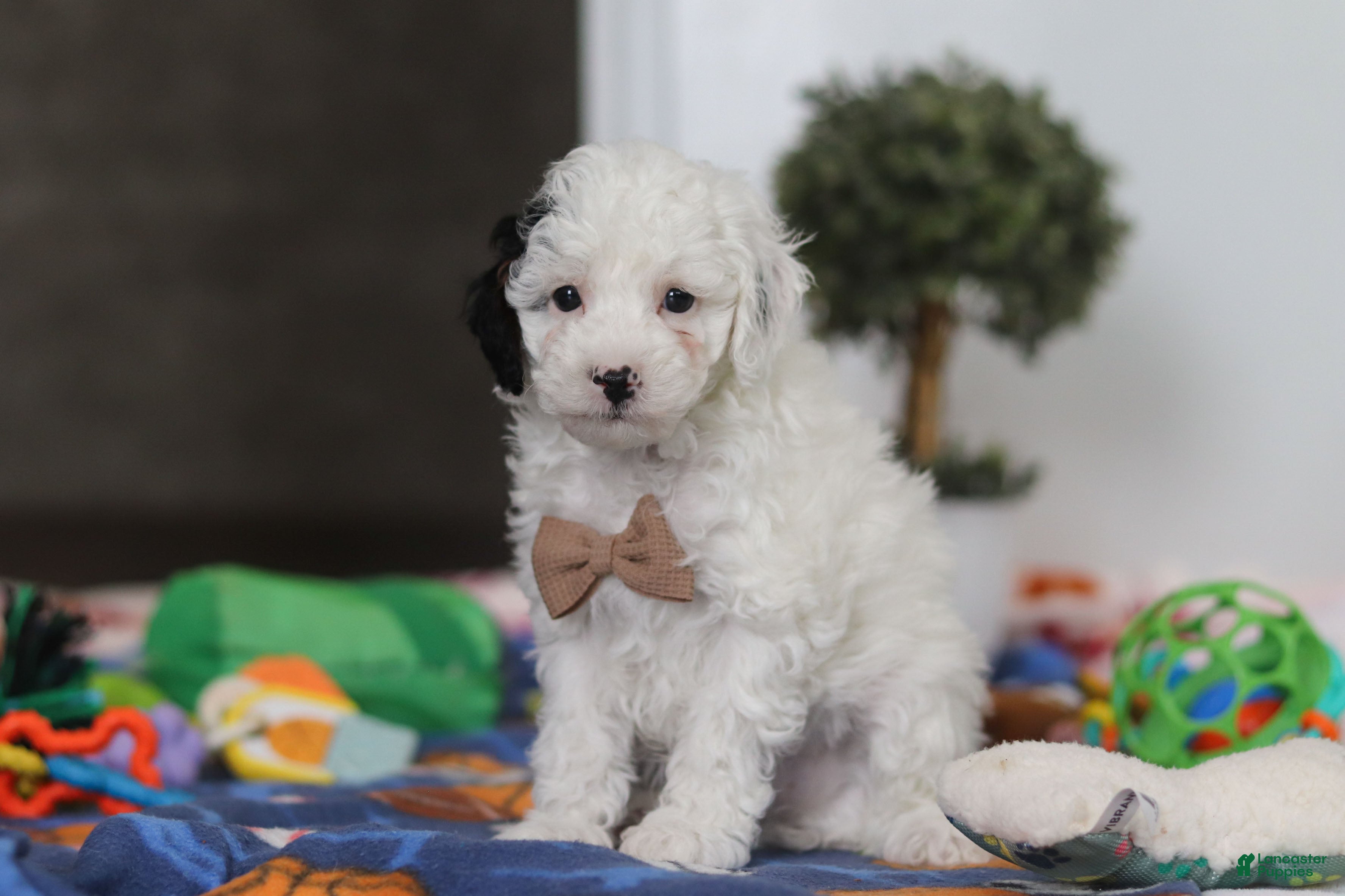 Miniature Poodle dogs Tate - Ad 2