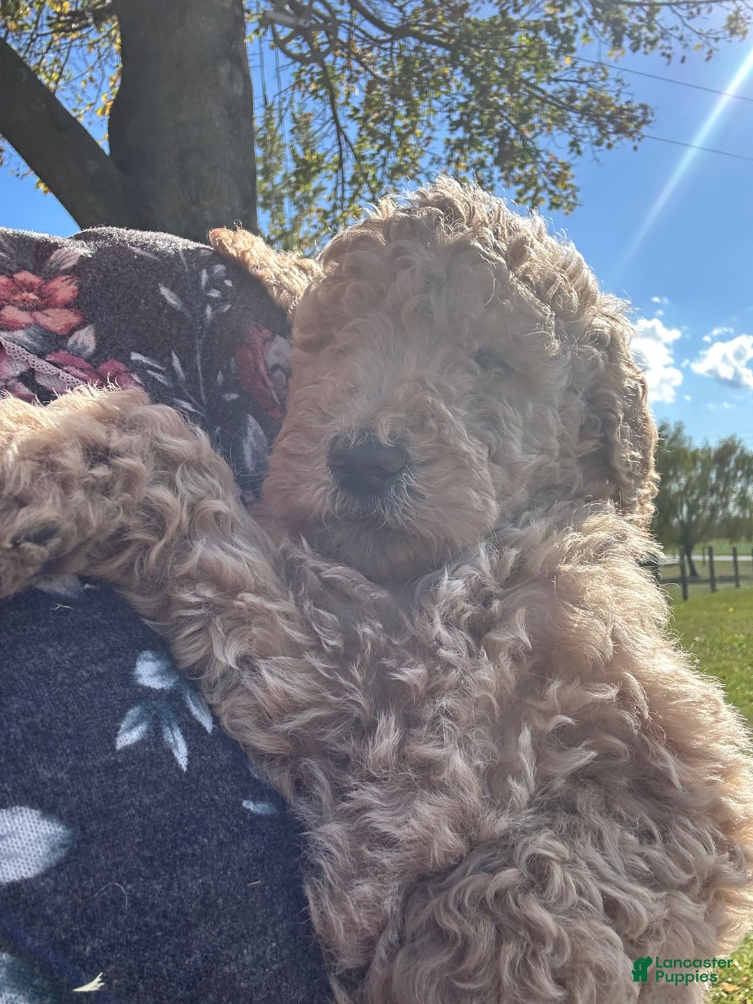 Mixed Breed dogs for sale: Mixed Breed Puppy 3 - Ad 2