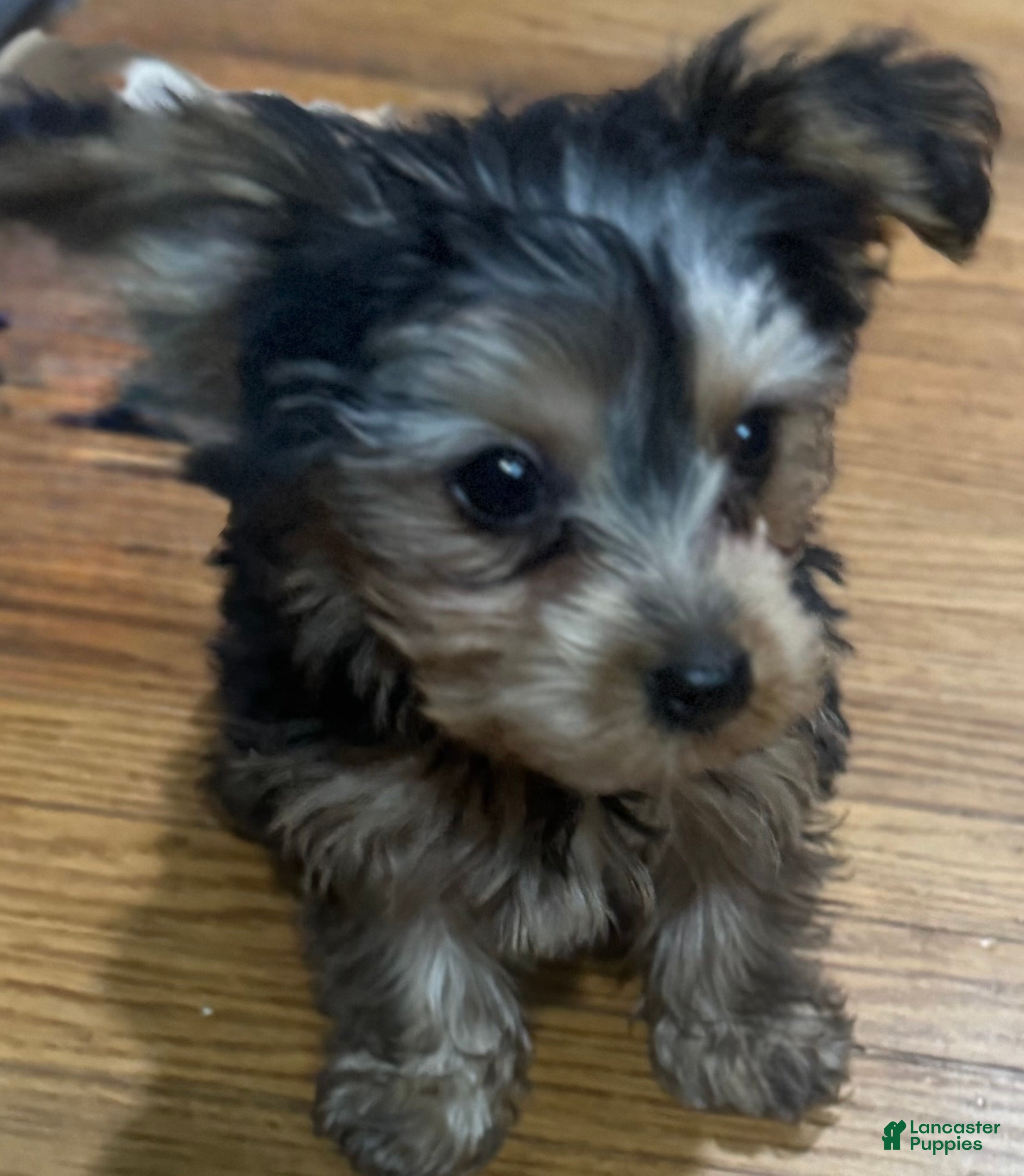 Yorkshire Terrier dogs Yorkshire Terrier  - Ad 2