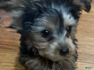 Yorkshire Terrier dogs Yorkshire Terrier - Ad 2