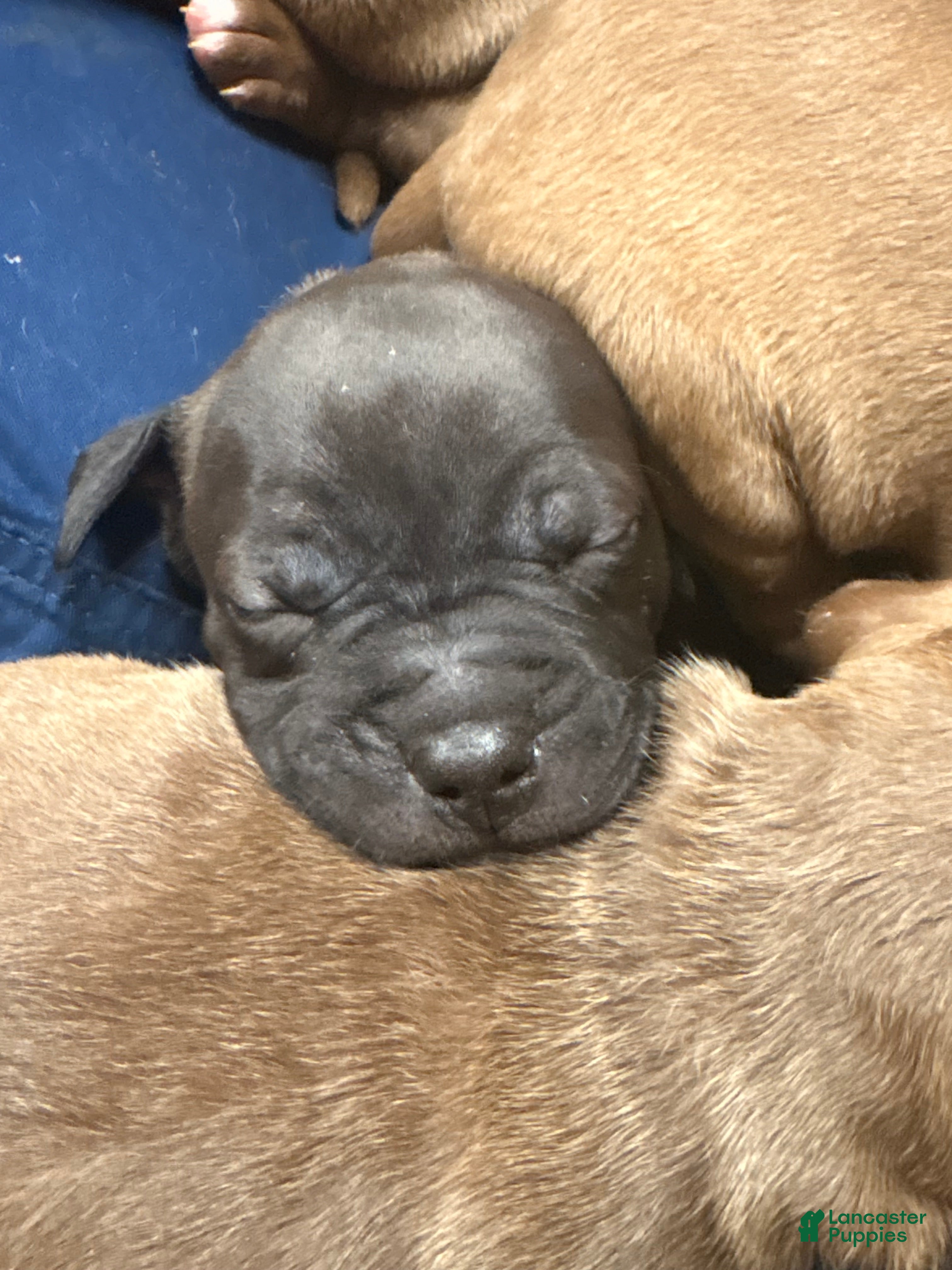 American Pit Bull Terrier dogs Madison - Ad 9