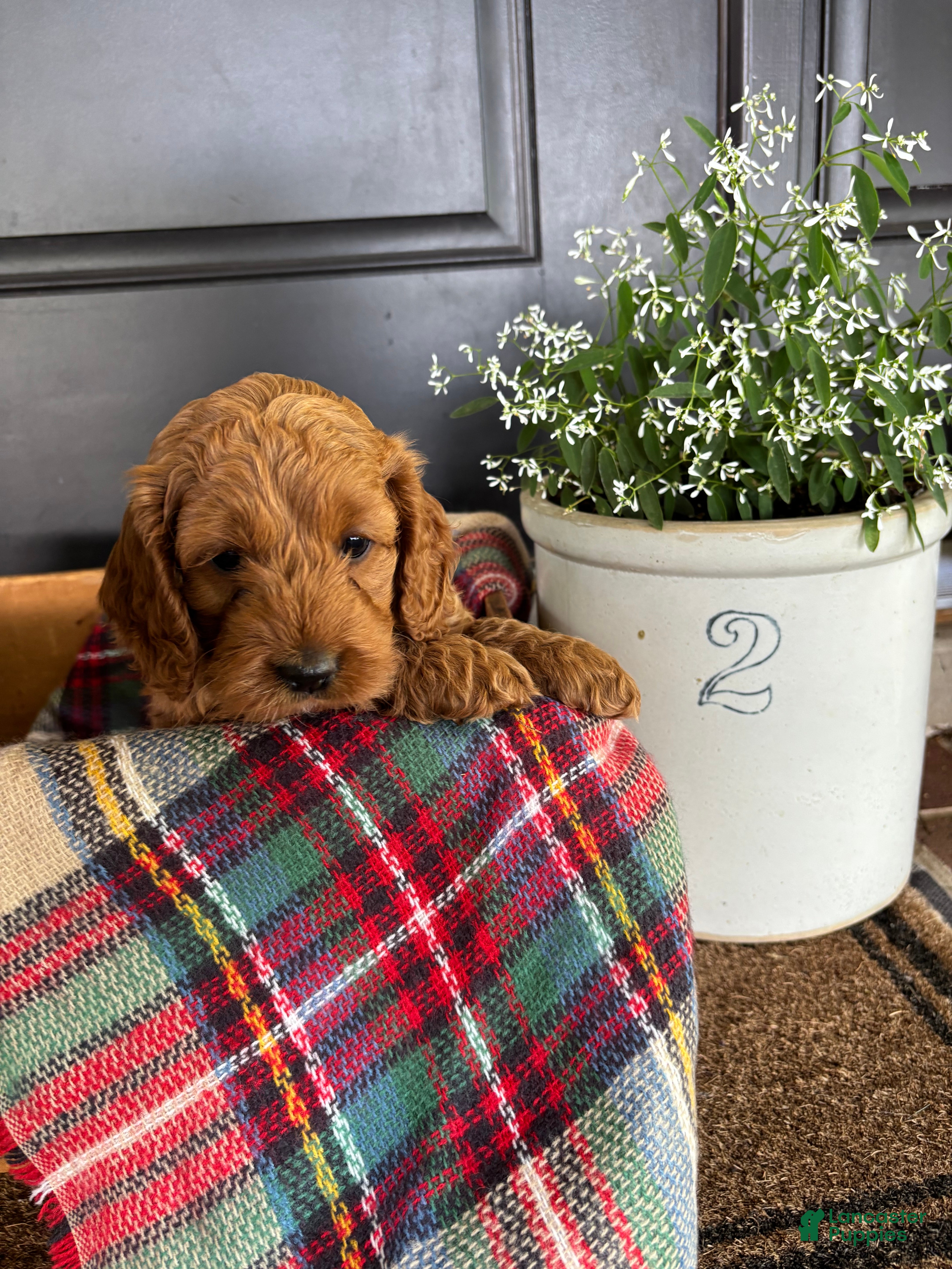Cockapoo dogs for sale: Timber - Ad 4