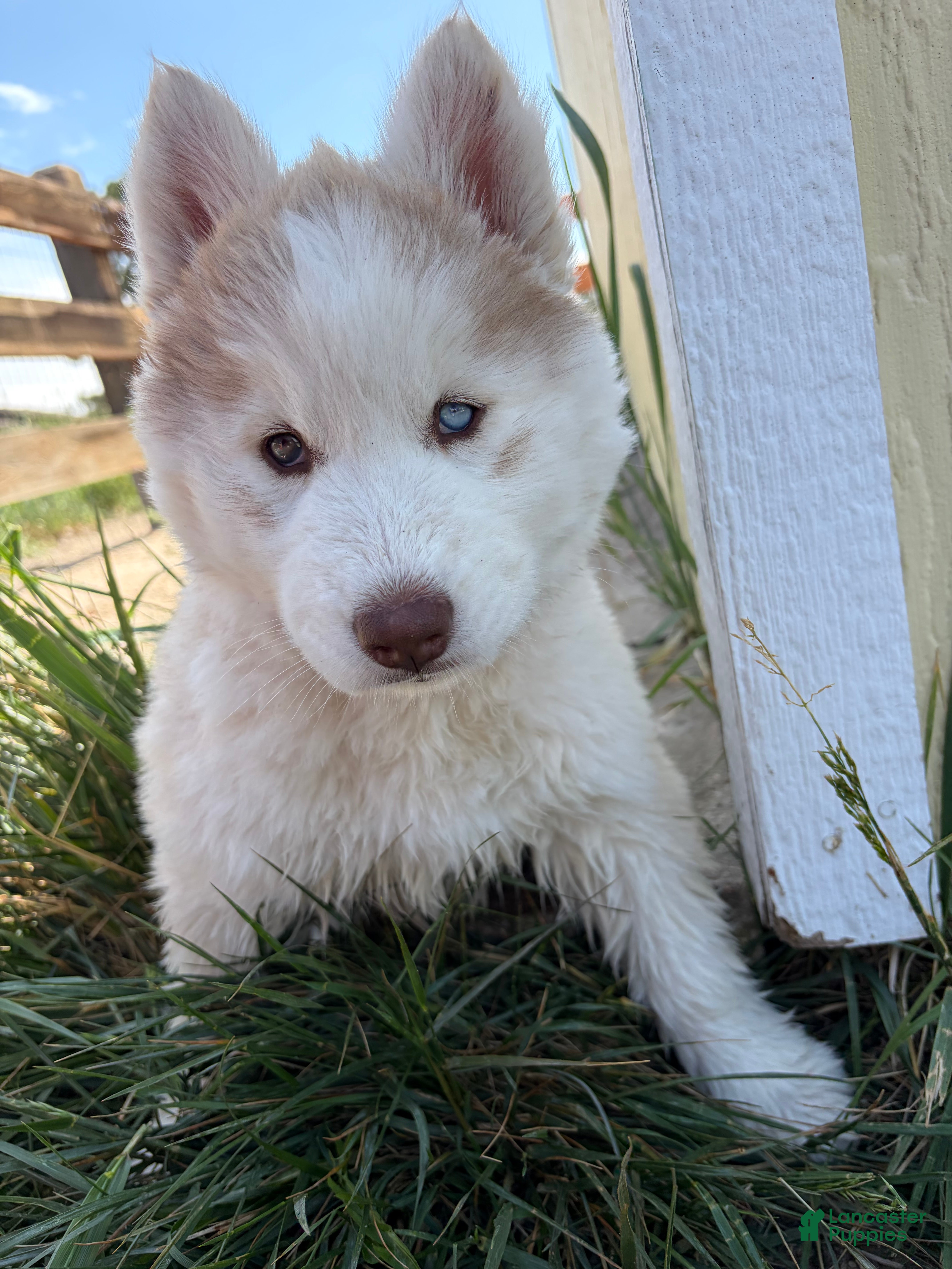 Siberian Husky dogs Freya - Ad 1