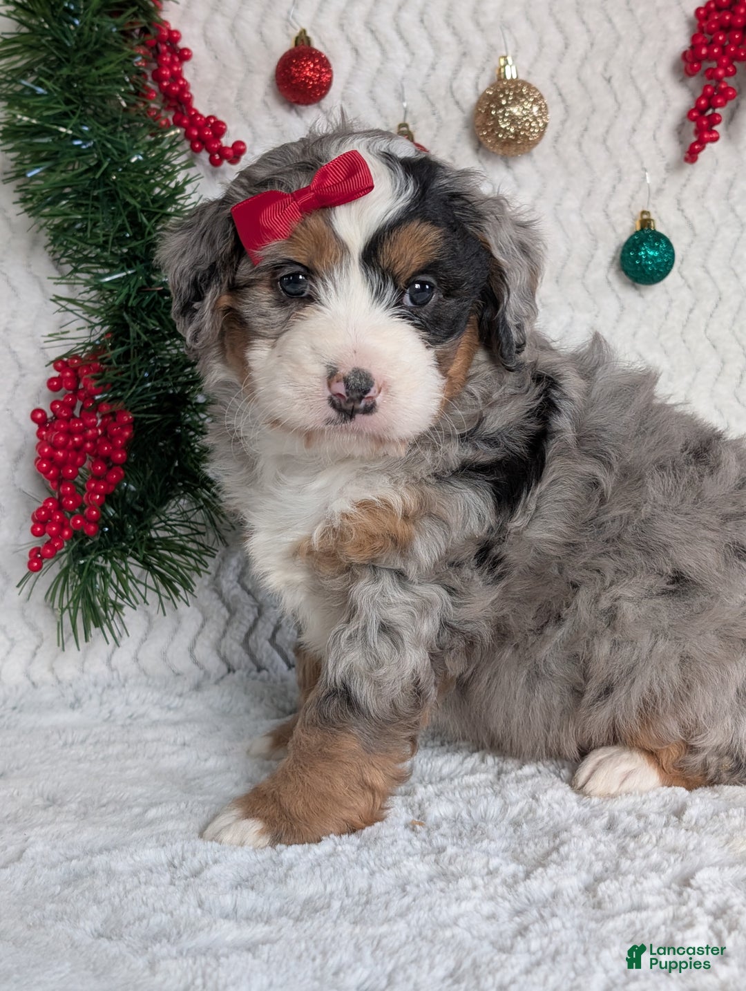 Mini Bernedoodle dogs for sale: Mini River - Ad 12
