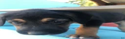 Mixed Breed dogs for sale: Girl 3 - Ad 3