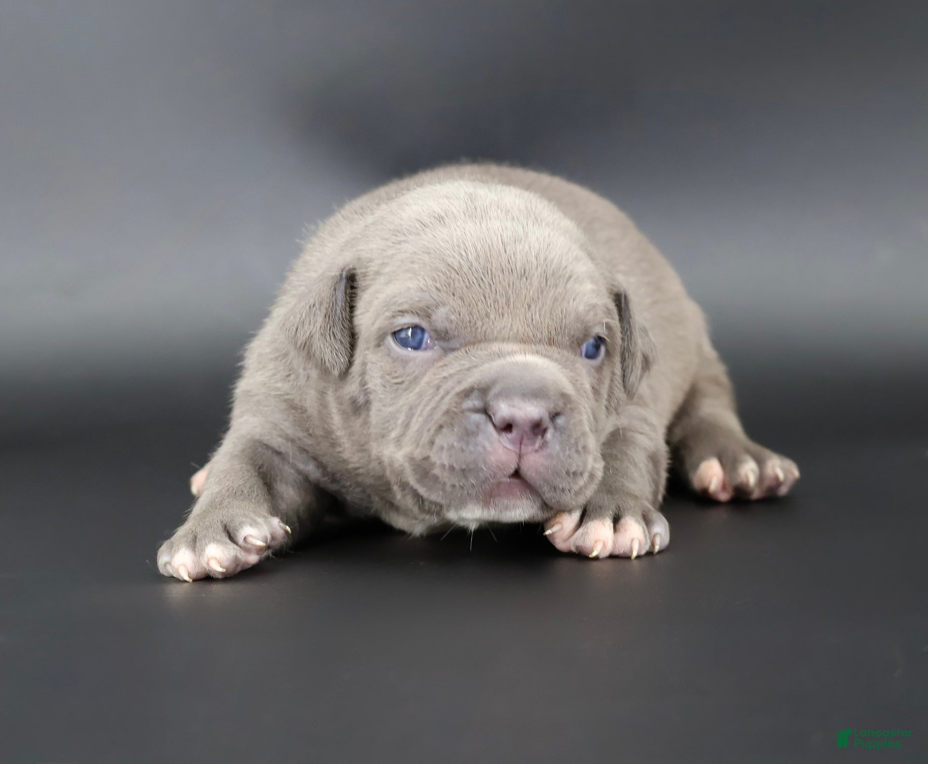 American Bully dogs Unity - Ad 42