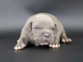 American Bully dogs Unity - Ad 13