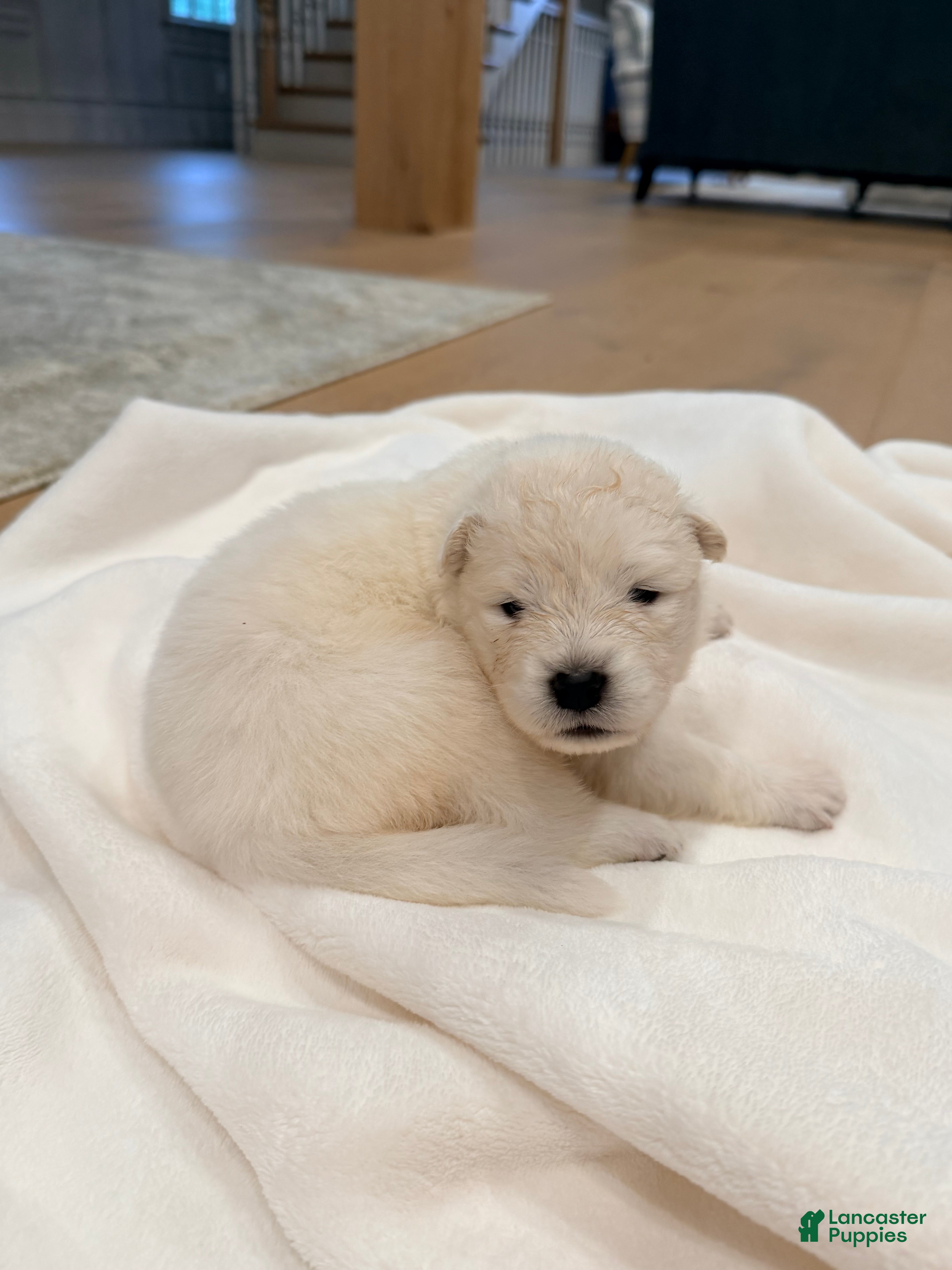Samoyed dogs Lavender - Ad 2