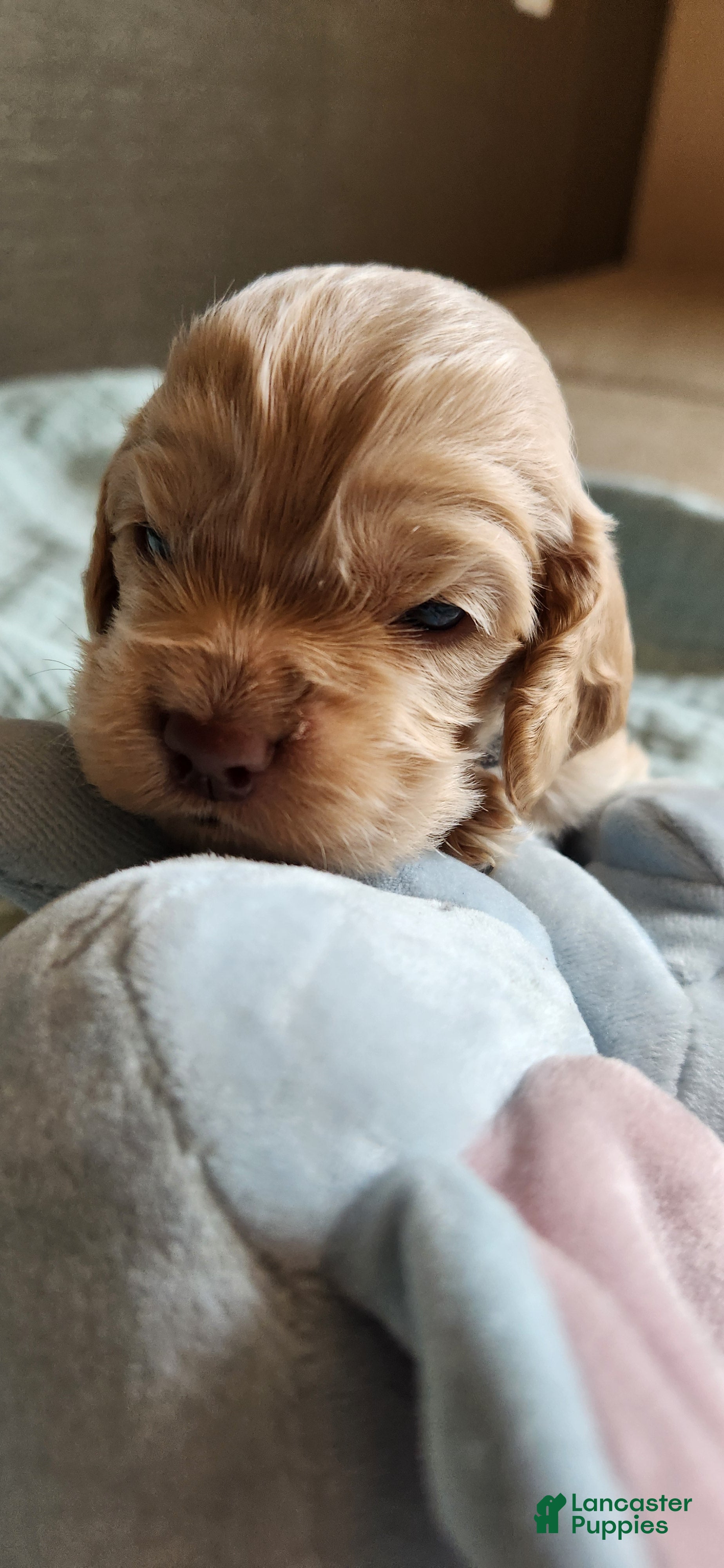 Cocker Spaniel dogs Cocker Spaniel 2 - Ad 1