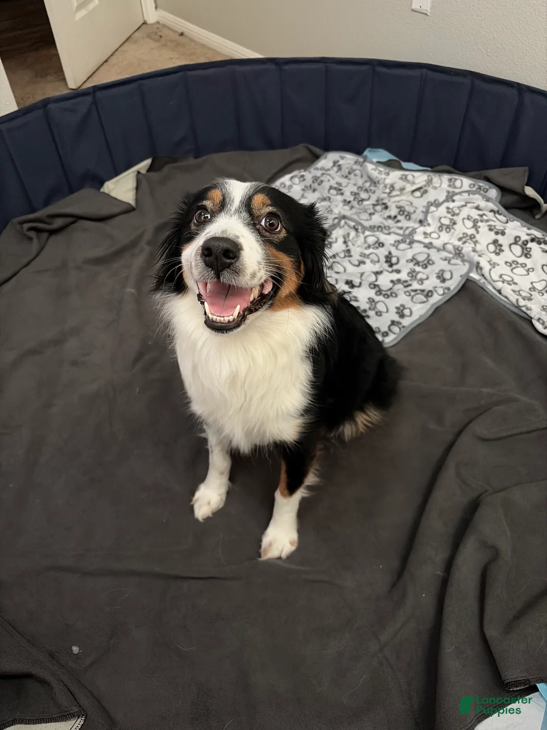 Mixed Breed dogs for sale: Mixed Breed Puppy 2 - Ad 2