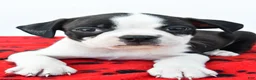 Boston Terrier dogs for sale: Rex - Ad 6