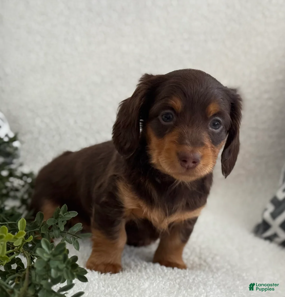 Miniature Dachshund dogs for sale: Tarla - Ad 4