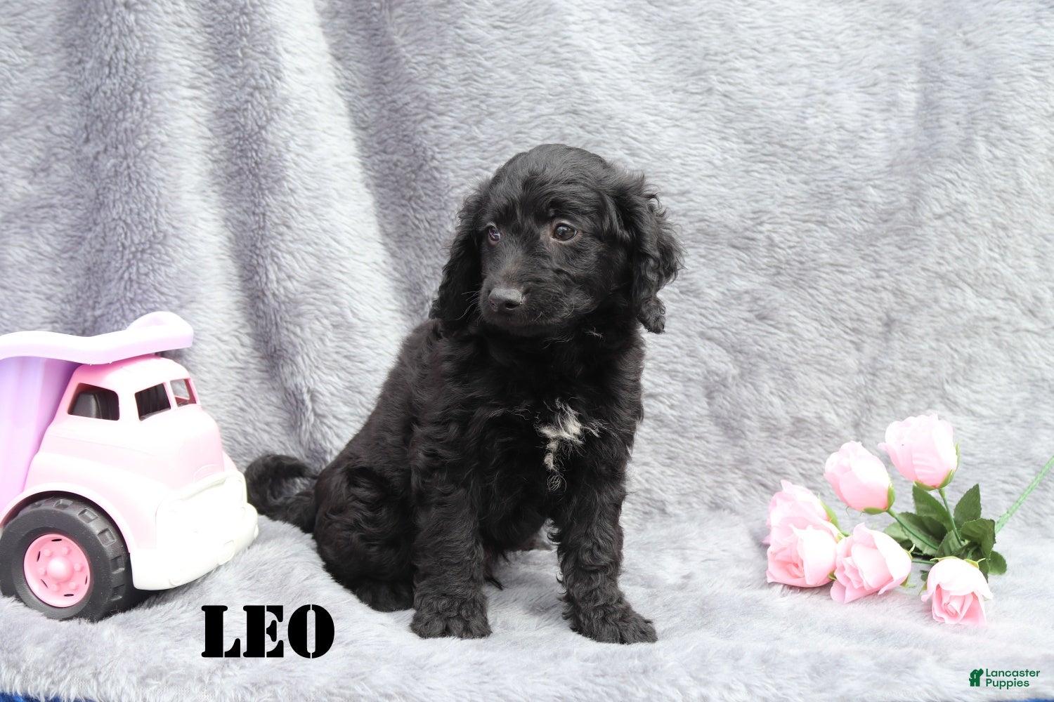 Mini Goldendoodle dogs for sale: Leo - Ad 2
