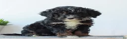 Mini Bernedoodle dogs for sale: Daisy  - Ad 2