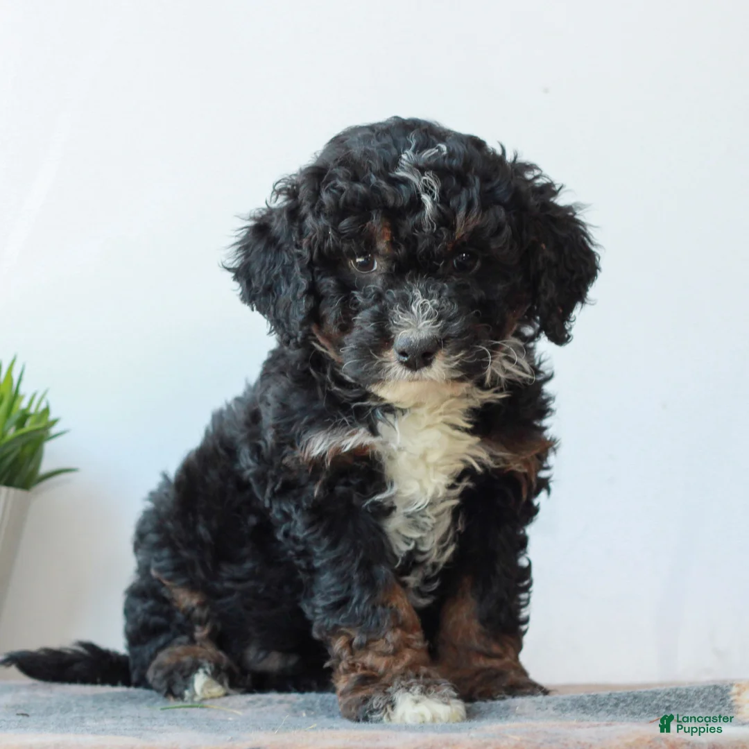 Mini Bernedoodle dogs for sale: Daisy  - Ad 2