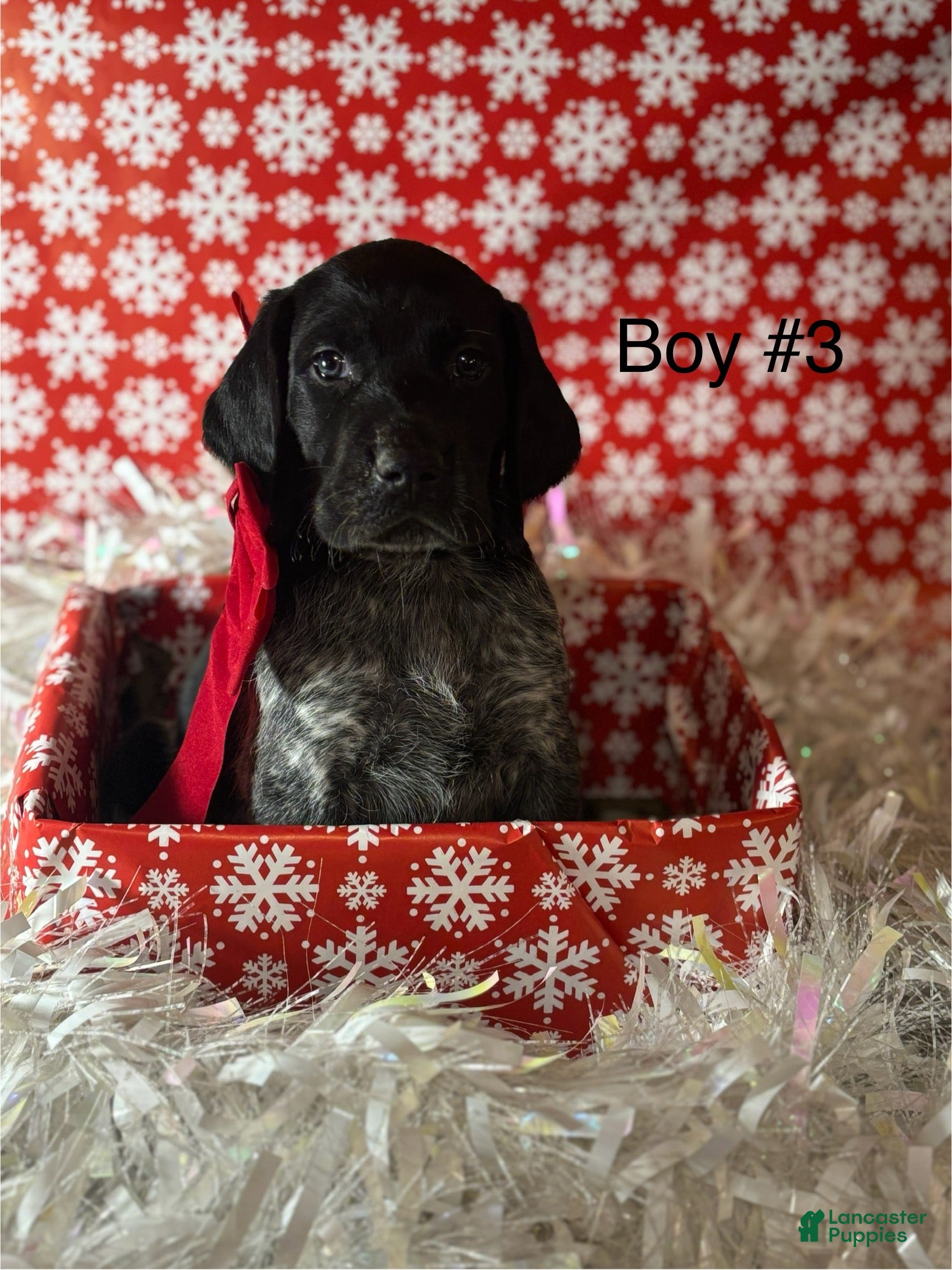 German Shorthaired Pointer dogs German Shorthaired Pointer Puppy 2 - Ad 29
