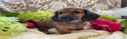 Miniature Dachshund dogs for sale: Tulip - Ad 7