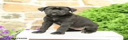 Cane Corso dogs for sale: Cleo - Ad 1
