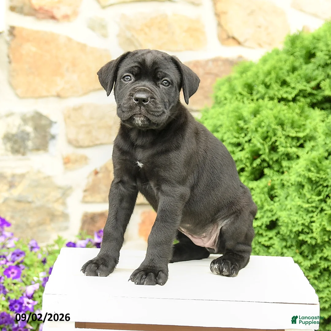 Cane Corso dogs for sale: Cleo - Ad 1