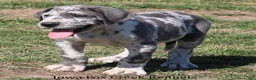 Great Dane dogs for sale: Scout - Ad 3