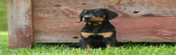 Doberman Pinscher dogs for sale:  Dax (Black Rust)🐶 - Ad 1