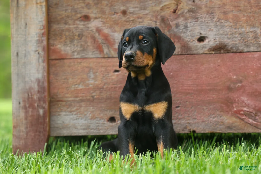 Doberman Pinscher dogs for sale:  Dax (Black Rust)🐶 - Ad 1