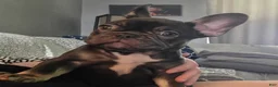 French Bulldog dogs for sale: Kiwi - Ad 4