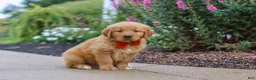 Golden Retriever dogs for sale: Biscuit - Ad 3