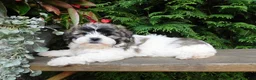 Teddy Bear dogs for sale: Lexi - Ad 3