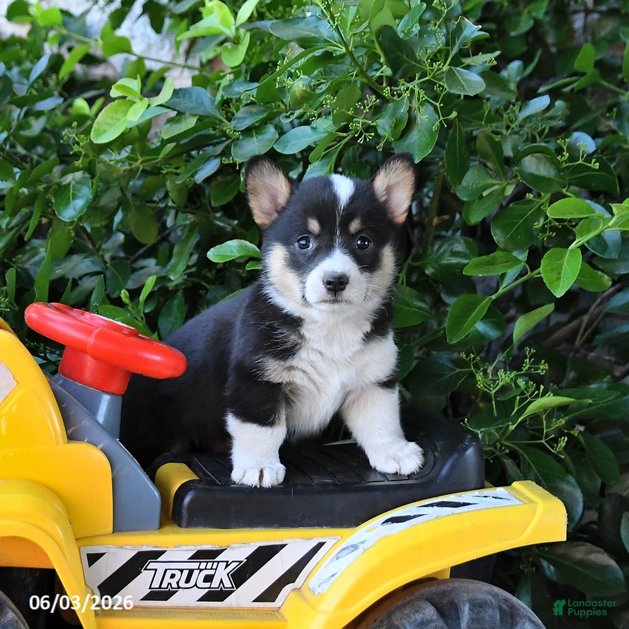 Welsh Corgi Pembroke dogs for sale: Molly - Ad 4