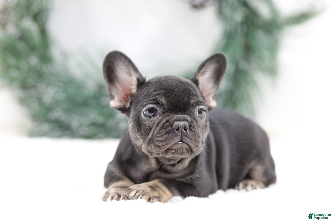 French Bulldog dogs for sale: Dora - Ad 5