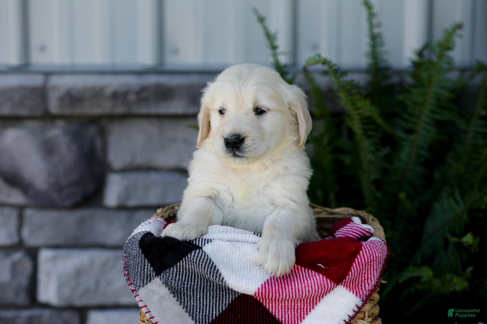 Golden Retriever dogs Brent - Ad 2