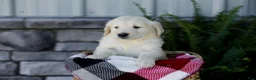 Golden Retriever dogs for sale: Brent - Ad 2