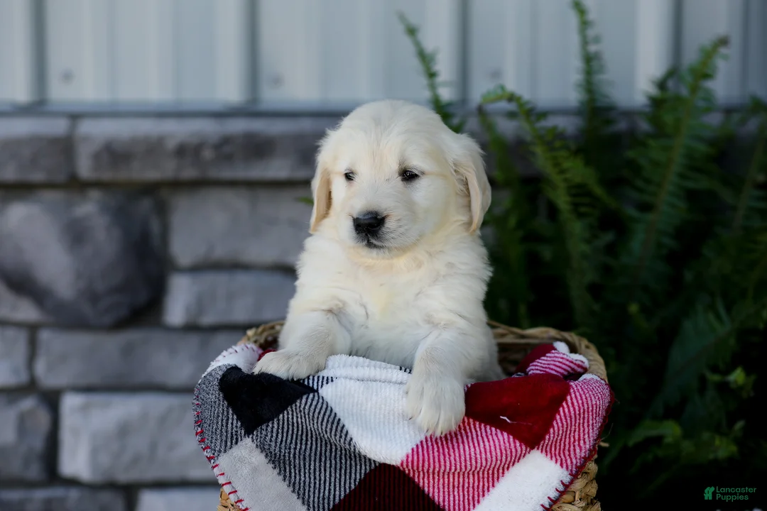 Golden Retriever dogs for sale: Brent - Ad 2