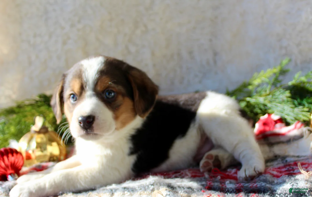 Mixed Breed dogs for sale: Benny - Ad 8